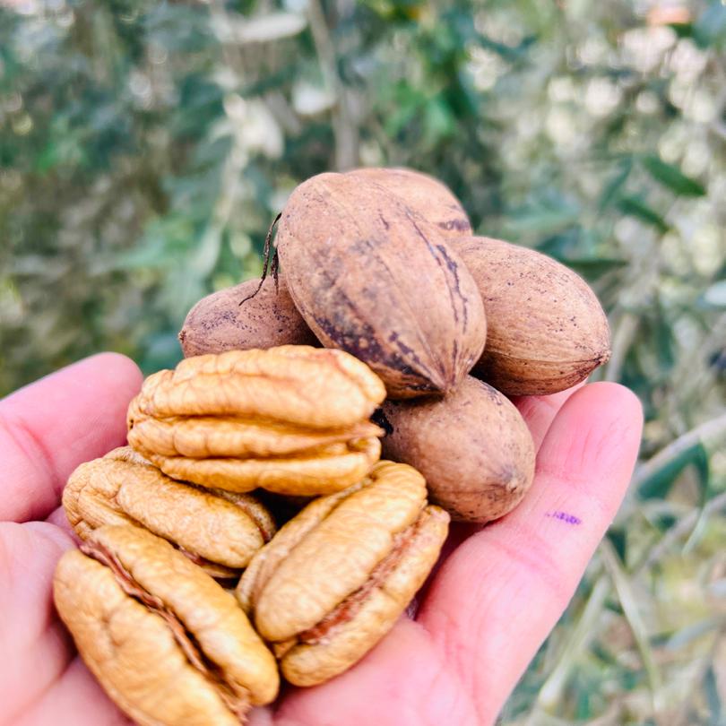 Kabuklu Pikan Cevizi 500 gr